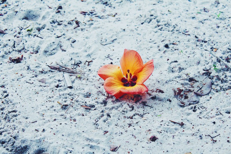 The white sand is topped with flower beauty.