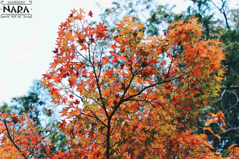 Again, autumn is boring!