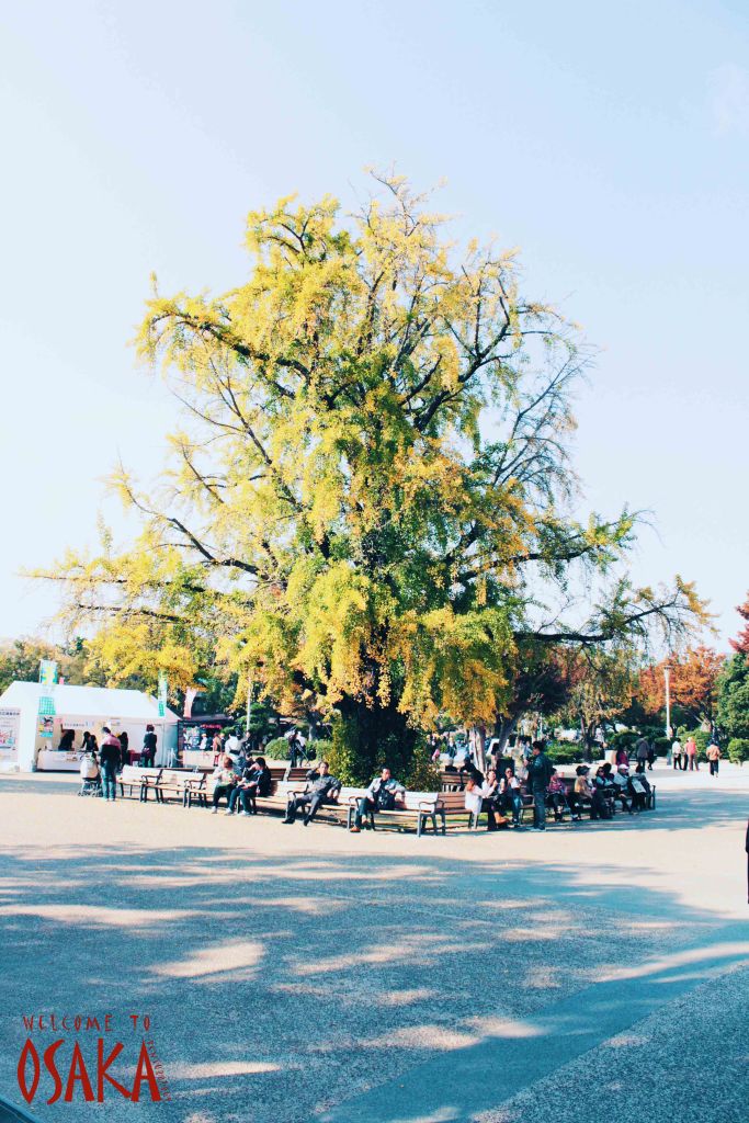 The ginkgo tree turns fully yellow in autumn.