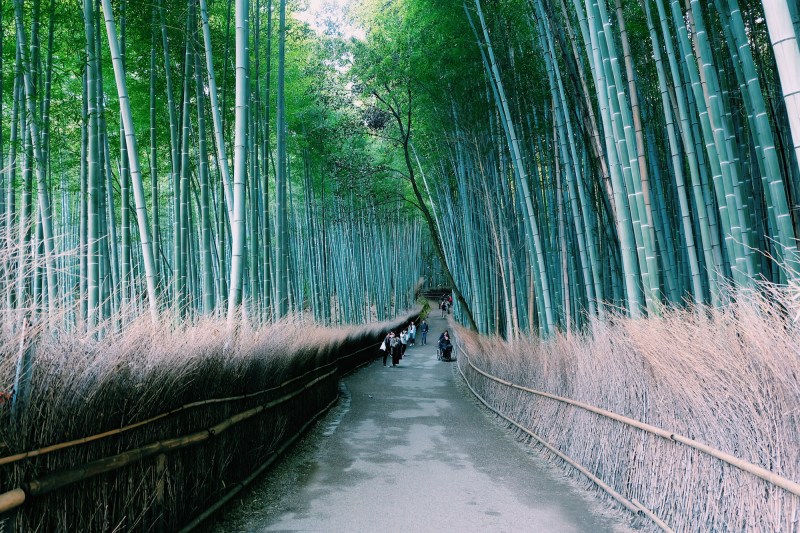 Rừng tre Arashiyama
