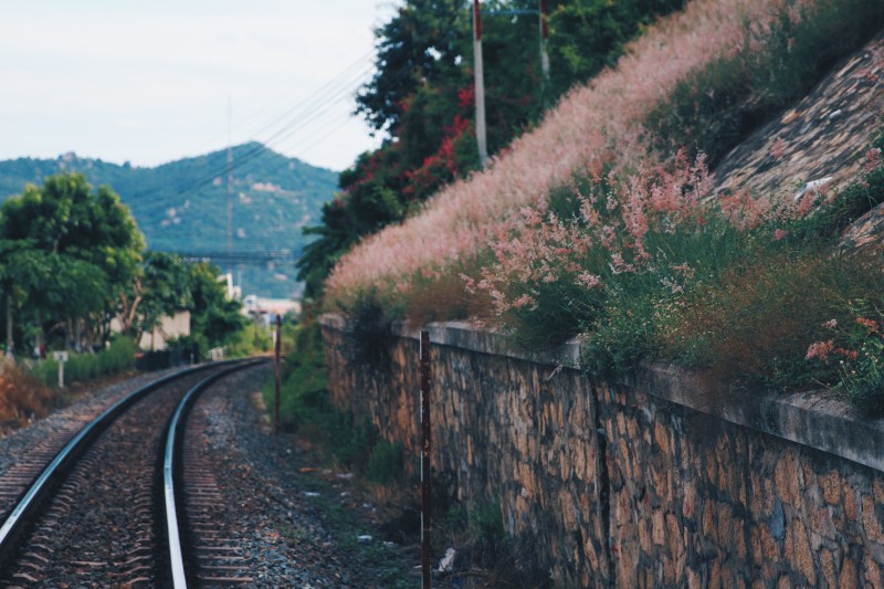 Train road with pink reeds