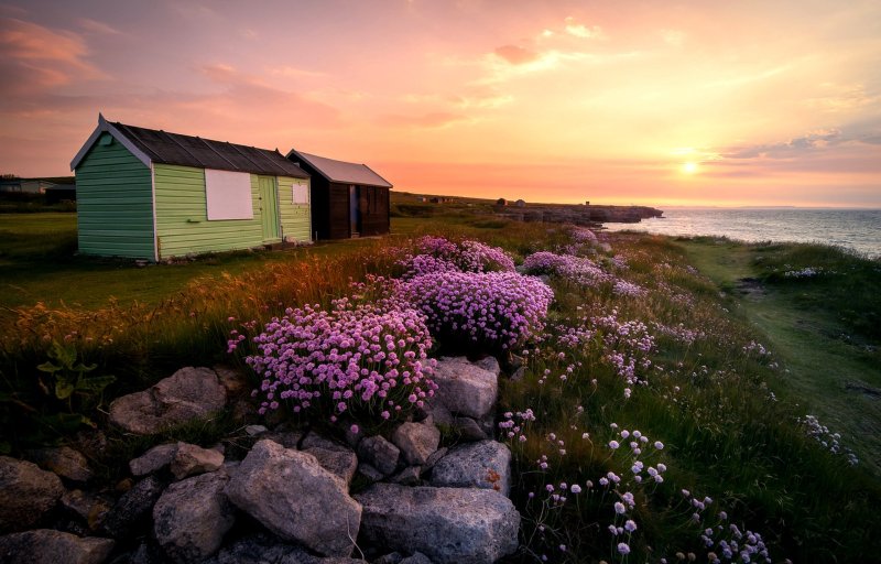 england_flowers_island_portland_dorset_united_kingdom_england_flowers_rocks_huts_sun_sunrise_landscape_1920x1230