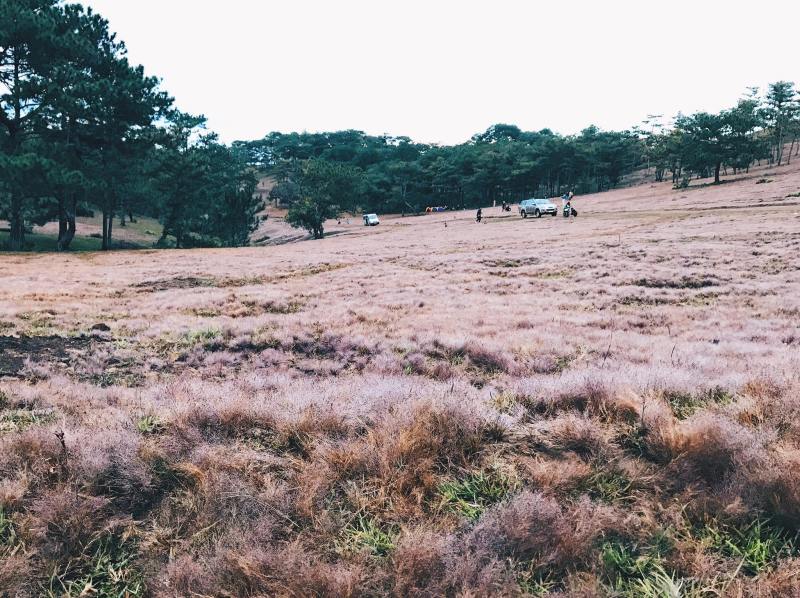 Đồi cỏ hồng Đà Lạt