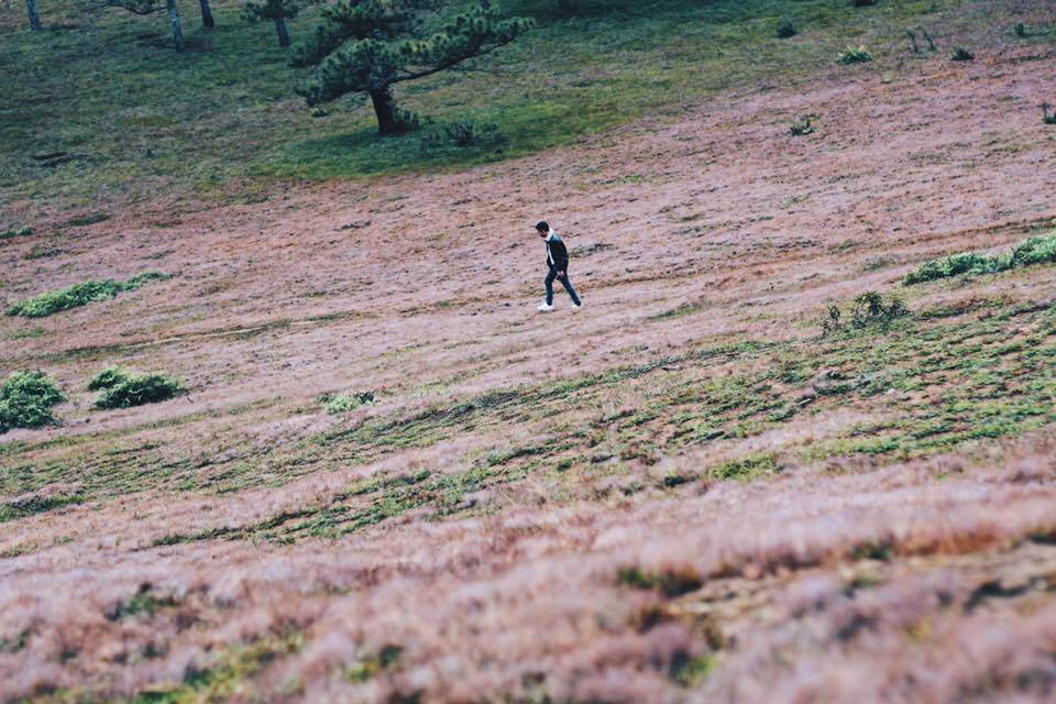 Đồi cỏ hồng Đà Lạt