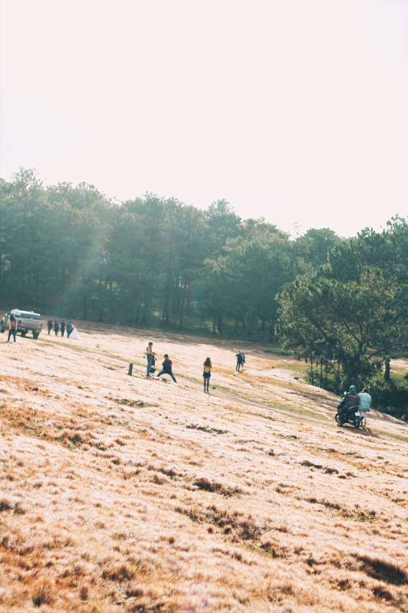 Cánh đồng tuyết Đà Lạt