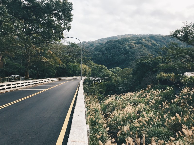 Cánh đồng hoa cỏ lau bát ngát bên vệ đường