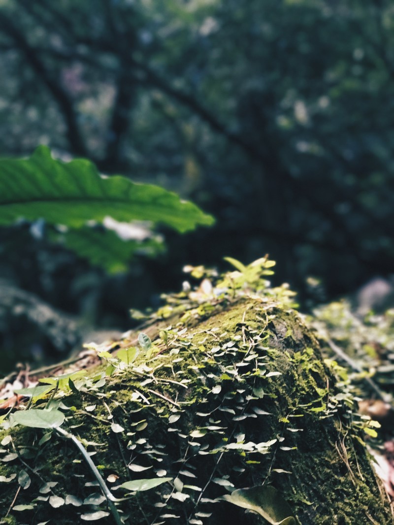 Thực vật ở Yangmingshan