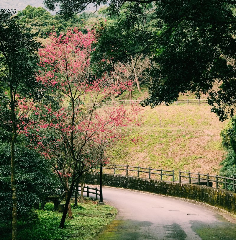 Hoa anh đào trên Yangmingshan