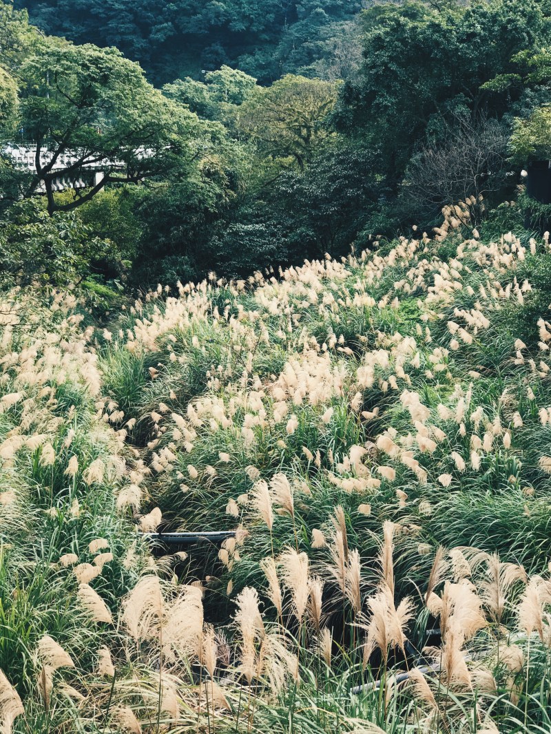 Cánh đồng hoa cỏ lau bát ngát