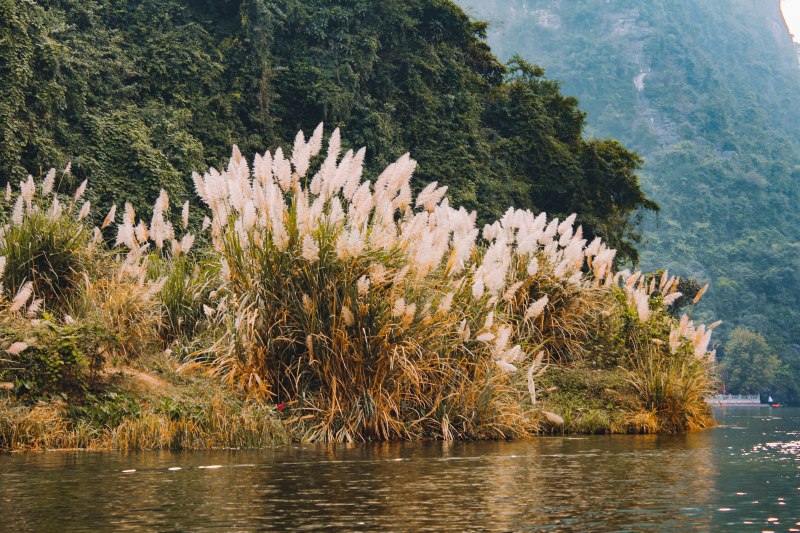 Hoa cỏ lau Tràng An