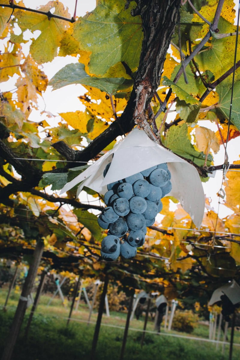 Nho trên giàn Yamanashi Nhật Bản