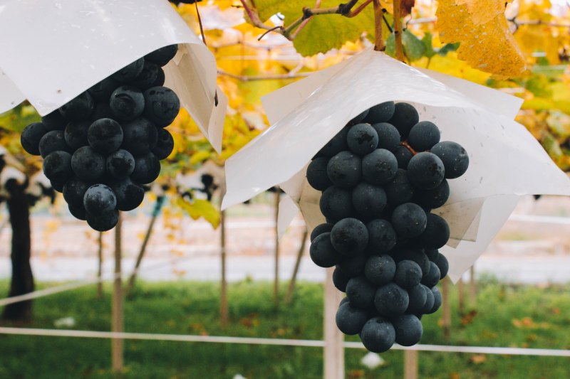 Nho Yamanashi Nhật Bản