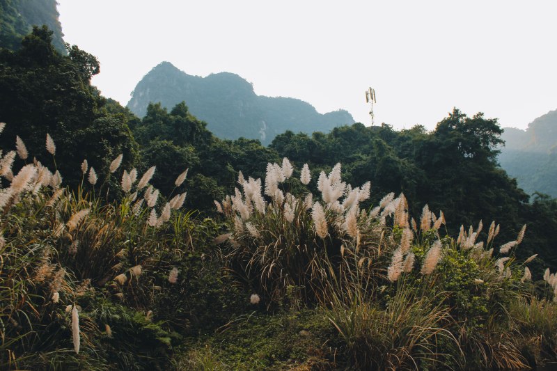 Rừng cỏ lau Ninh Bình