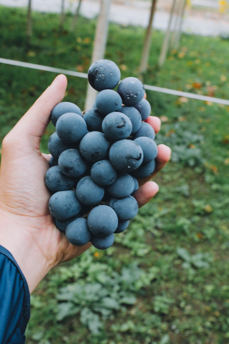 Trên tay nho xanh Yamanashi