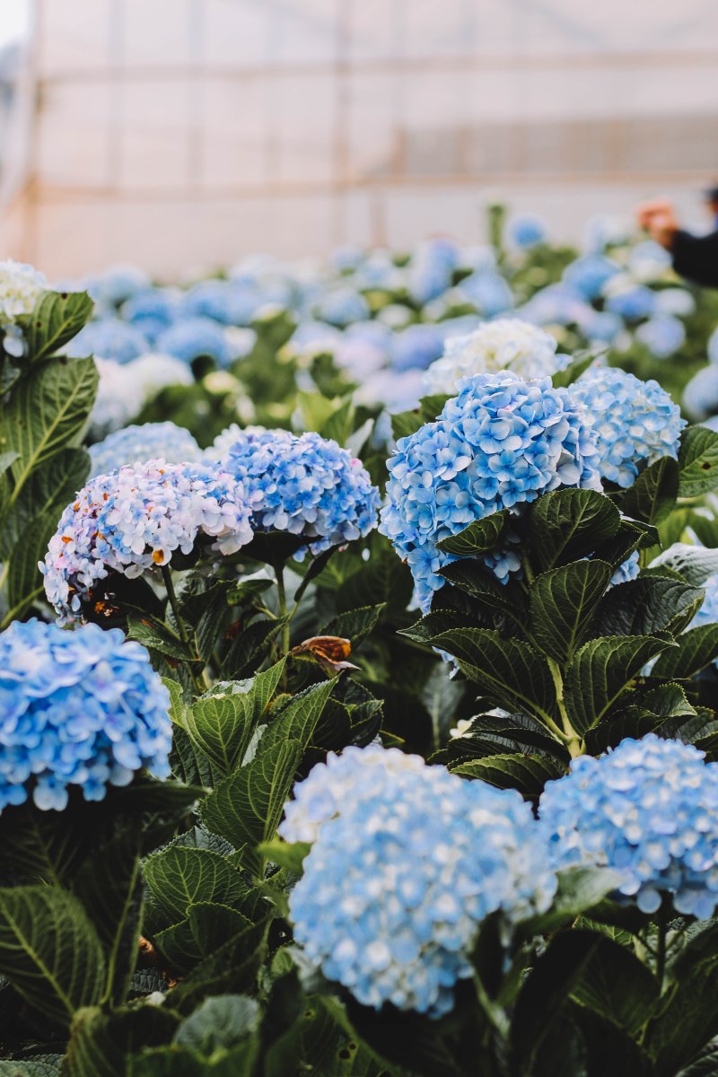 Hoa cẩm tú cầu Đà Lạt hydrangea blue