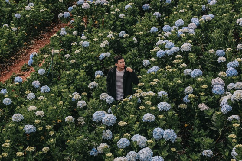 Lý Thành Cơ Hoa cẩm tú cầu Đà Lạt hydrangea garden