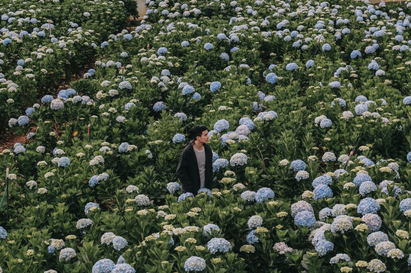 Lý Thành Cơ lang thang Venturology Hoa cẩm tú cầu Đà Lạt hydrangea