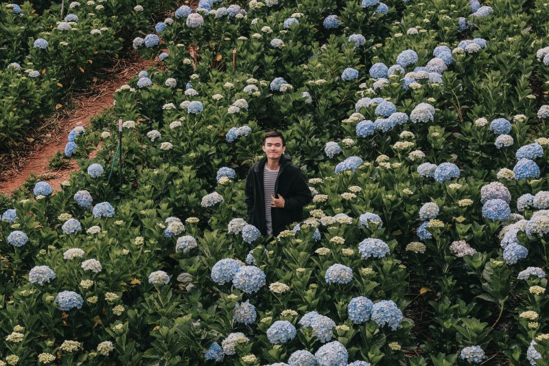 Lý Thành Cơ Venturology đồng Hoa cẩm tú cầu Đà Lạt hydrangea