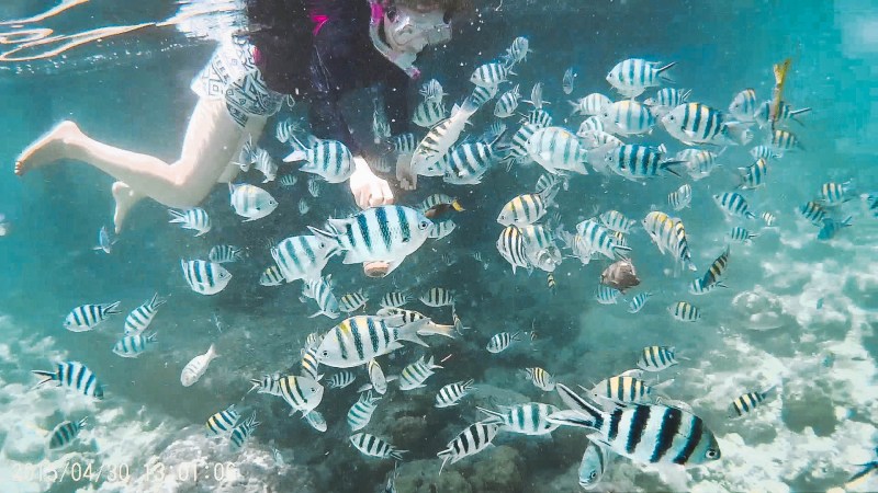 Fish Cebu Philippines