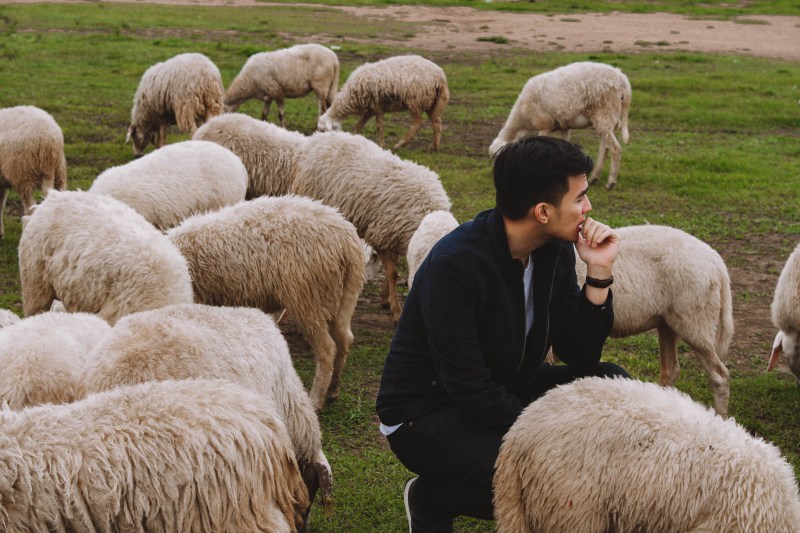 Lý Thành Cơ Đàn Cừu Suối Nghệ