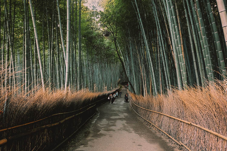 rừng tre Arashiyama