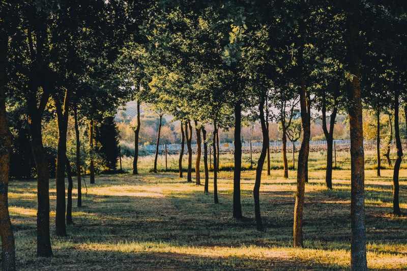 Vineyard in Tuscany