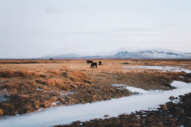 Ngựa Iceland trên đất trời Snaefellsnes