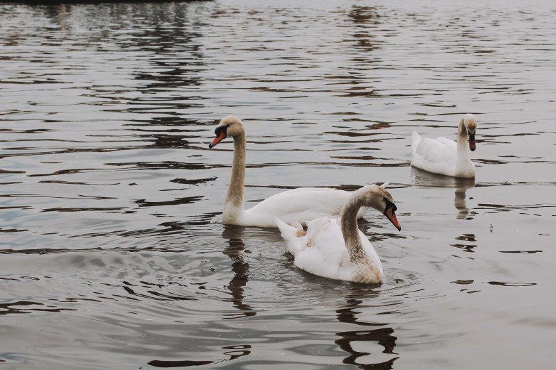 Thiên nga ở Prague
