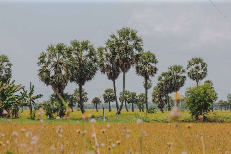 Hàng thốt nốt An Giang