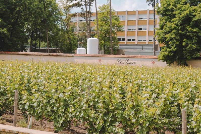 Vườn nho ở Lanson