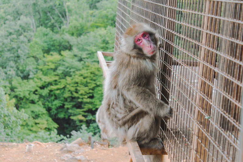 Arashiyama Kyoto Venturology 2