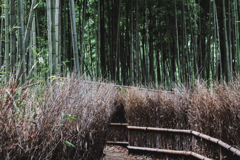 Arashiyama Kyoto Venturology Bamboo