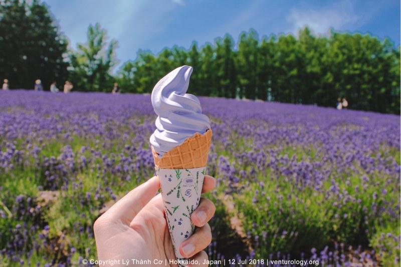 Lavender Farm Hokkaido Venturology 4