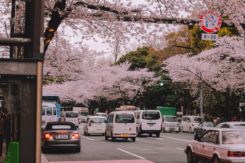 2019, hoa anh Đào sẽ nở sớm tại nhật bản lý thành cơ