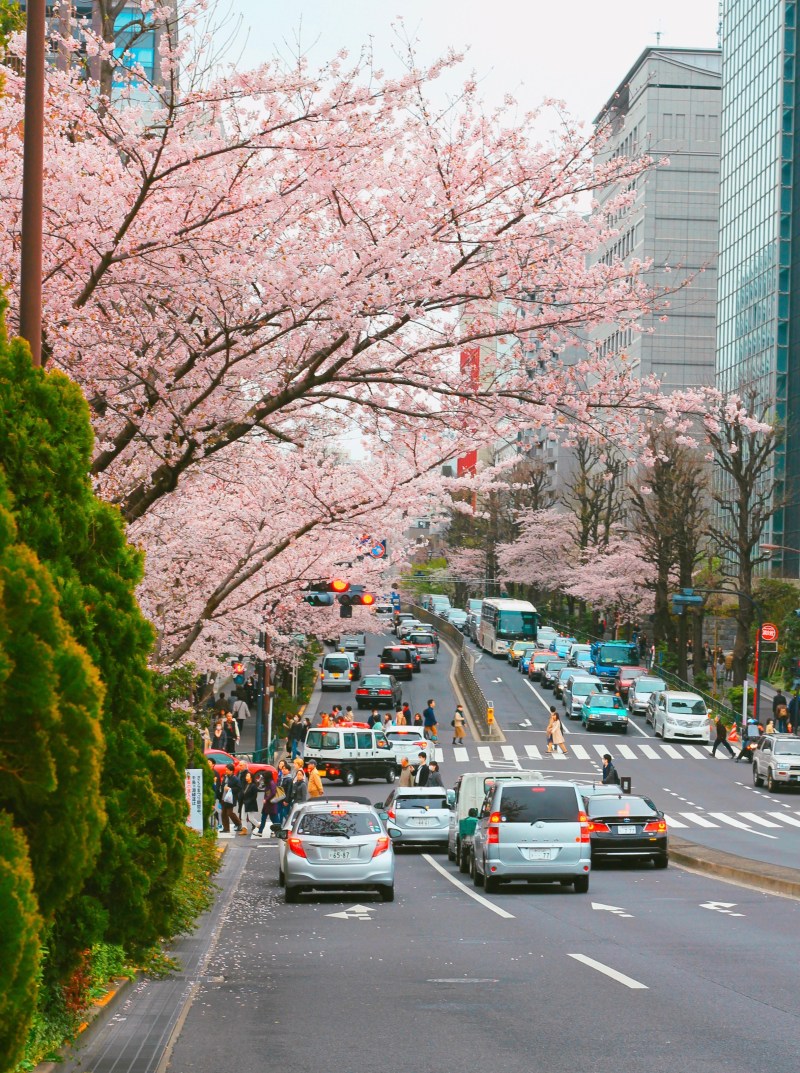 lịch trình du xuân nhật bản 7 ngày, từ tokyo Đến osaka 2