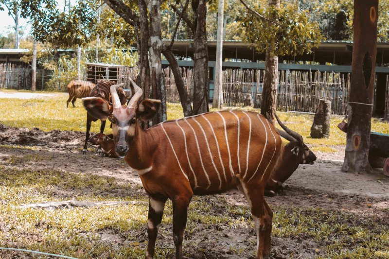 Safari Phú Quốc Lý Thành Cơ Travel Blog 7